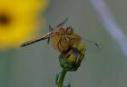 Orange Dragonfly on Green And Yellow Flower