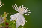 White Flower And Dew