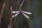 Dragonfly And Magenta Stems