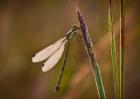Dragonfly On Green Stems