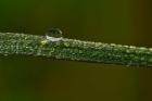 Dew On Blade Of Greenery