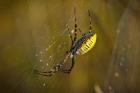 Yellow Spider On The Web
