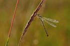 Green Dragonfly On Red Stem