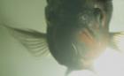 Green Underwater Fish Closeup