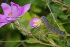 Blue Caterpillar On Magenta Flower