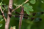 Dragonfly And Tiny Leaves