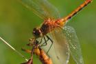 Red Dragonfly Perched