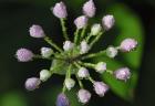 Purple Flower Buds With Dew