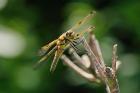 Orange Dragonfly On White Branch I