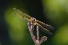 Orange Dragonfly On White Branch II