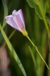 Pink And Purple Flower