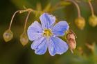 Blue Flower Bloom And Pink Buds