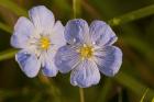 Blue Flower Blooms