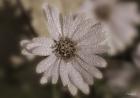 White Flower With Raindrops