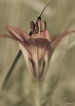 Red Flower And Grass Blade Vertical