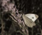 Moth On Lavendar Wildflower