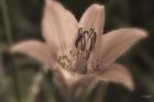 Pink And Black Flower Closeup