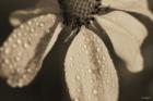 Black And White Flower With Dew