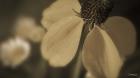 White Flower In Field Closeup II