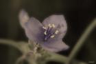 Purple And White Flower Closeup
