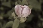 Pink Flower Closeup I