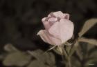 Pink Flower Closeup II
