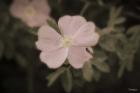 Pink Flower Garden Closeup