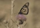 Black And White Butterfly On Flower