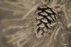Frosted Acorn And Pine Needles