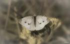 White Moth On Yellow Flower Closeup