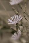 White Flower Cluster