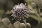 Purple Bloom And Green Flower Buds