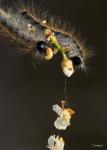 Catepillar On White Flower Buds