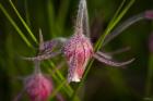 Magenta Flowers Covered In Dew