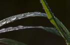 Blades Of Grass After Rain