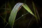 Grass Blade Covered With Dew