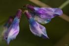 Purple And Blue Flower Buds Closeup