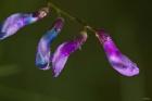 Purple And Blue Flower Buds