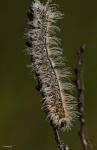 Blue Caterpillar On Branch