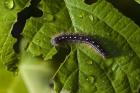 Catepillar And Broken Leaf