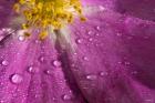 Pink And Yellow Flower With Dew I