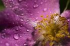 Pink And Yellow Flower With Dew II