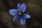 Blue Wildflower With Dew