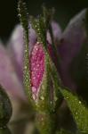 Pink Flower Bud And Dew