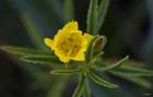 Yellow Wildflower And Leaves