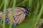 Orange And Black Butterfly On Leaf