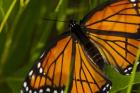 Orange Butterfly And Greenery Closeup