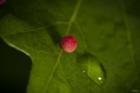 Red Berry On Leaf