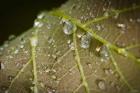 Drops Of Dew On Brown Leaf