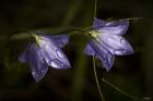 Drops Of Rain On Purple Wildflowers